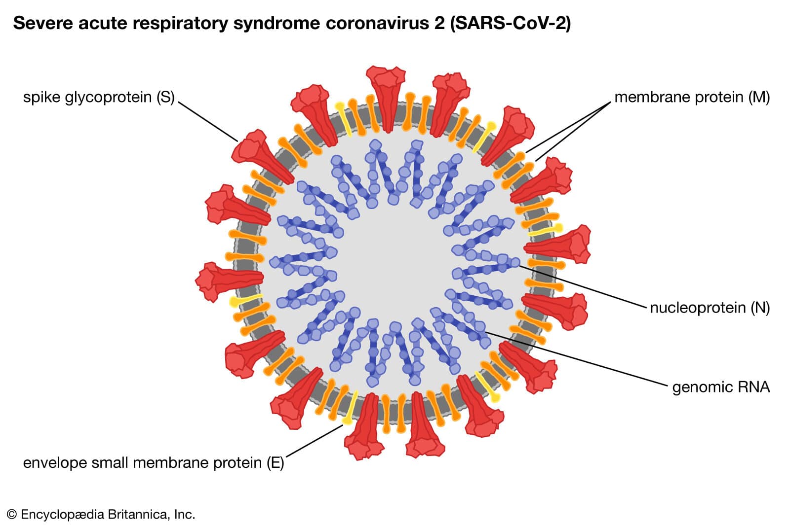 coronavirus | Definition, Features, & Examples | Britannica