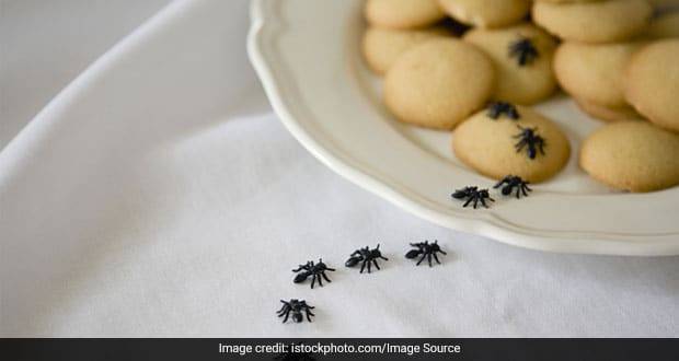 How To Get Rid Of Sugar Ants 