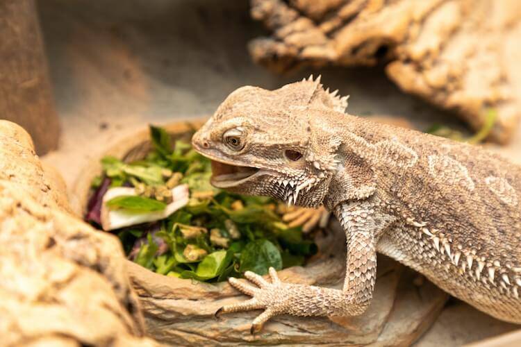 What to feed a baby bearded dragon