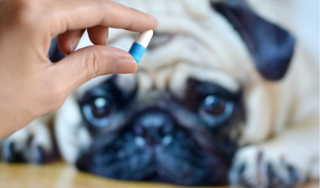 imodium for dogs