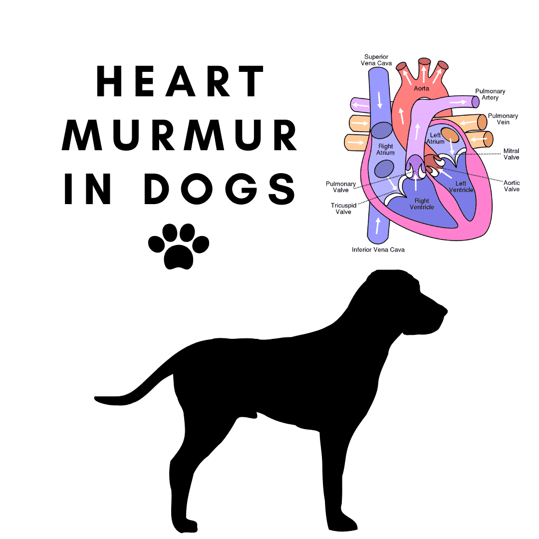 HEART MURMUR IN DOGS