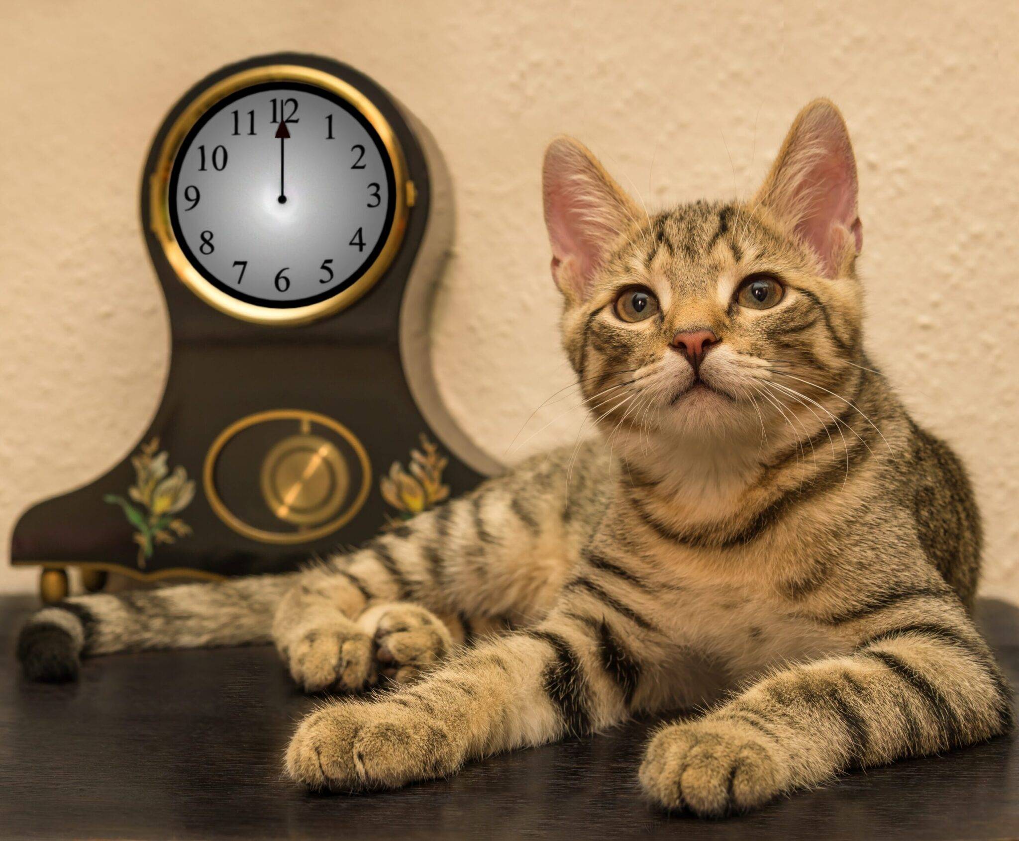 cat, clock, new year's eve