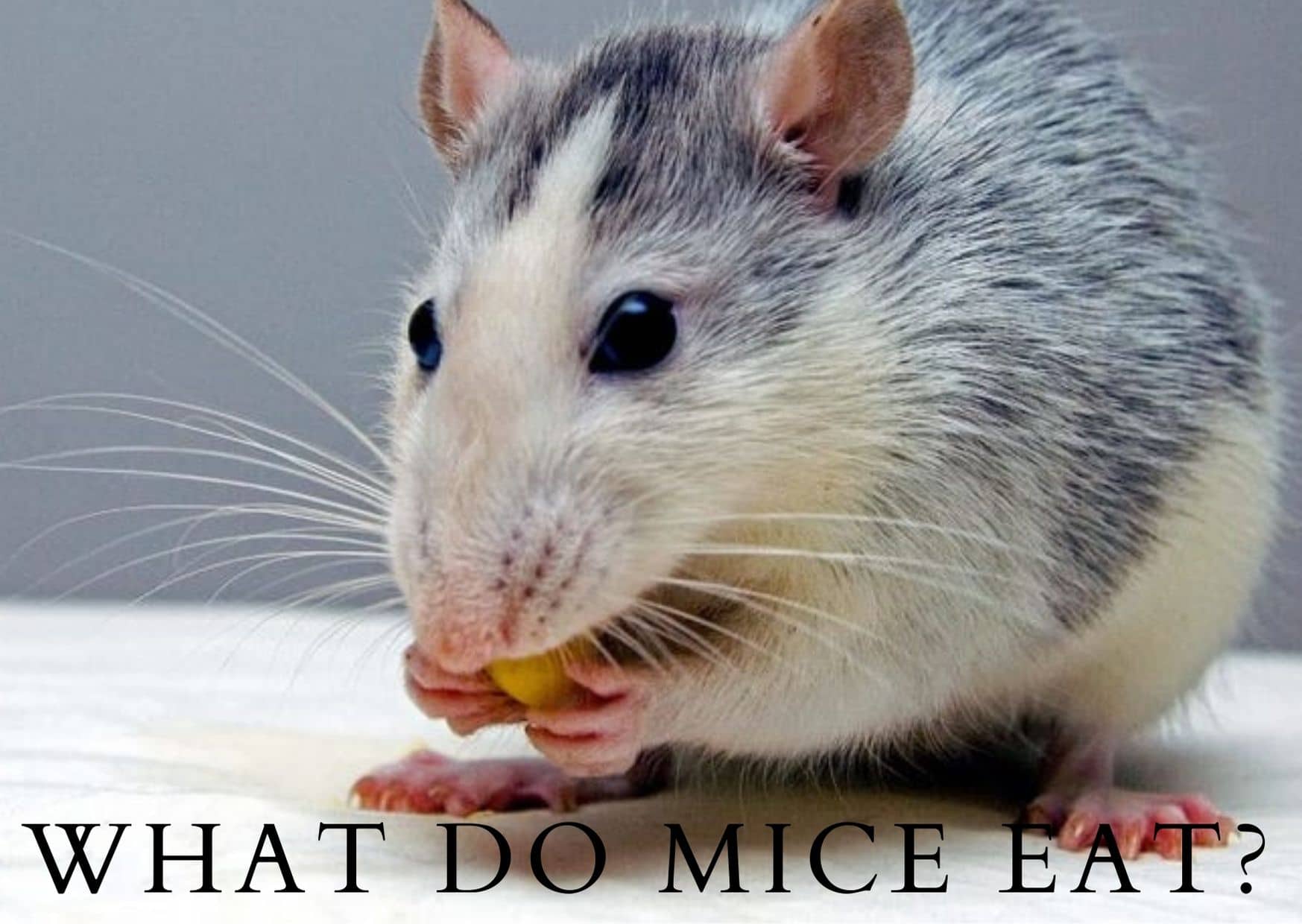 What Do Mice Eat? 3 Things You Should Know SLECK