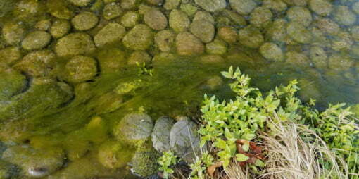 how-to-remove-string-algae-from-pond-510x254