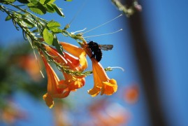 carpenter bee, bee, floral