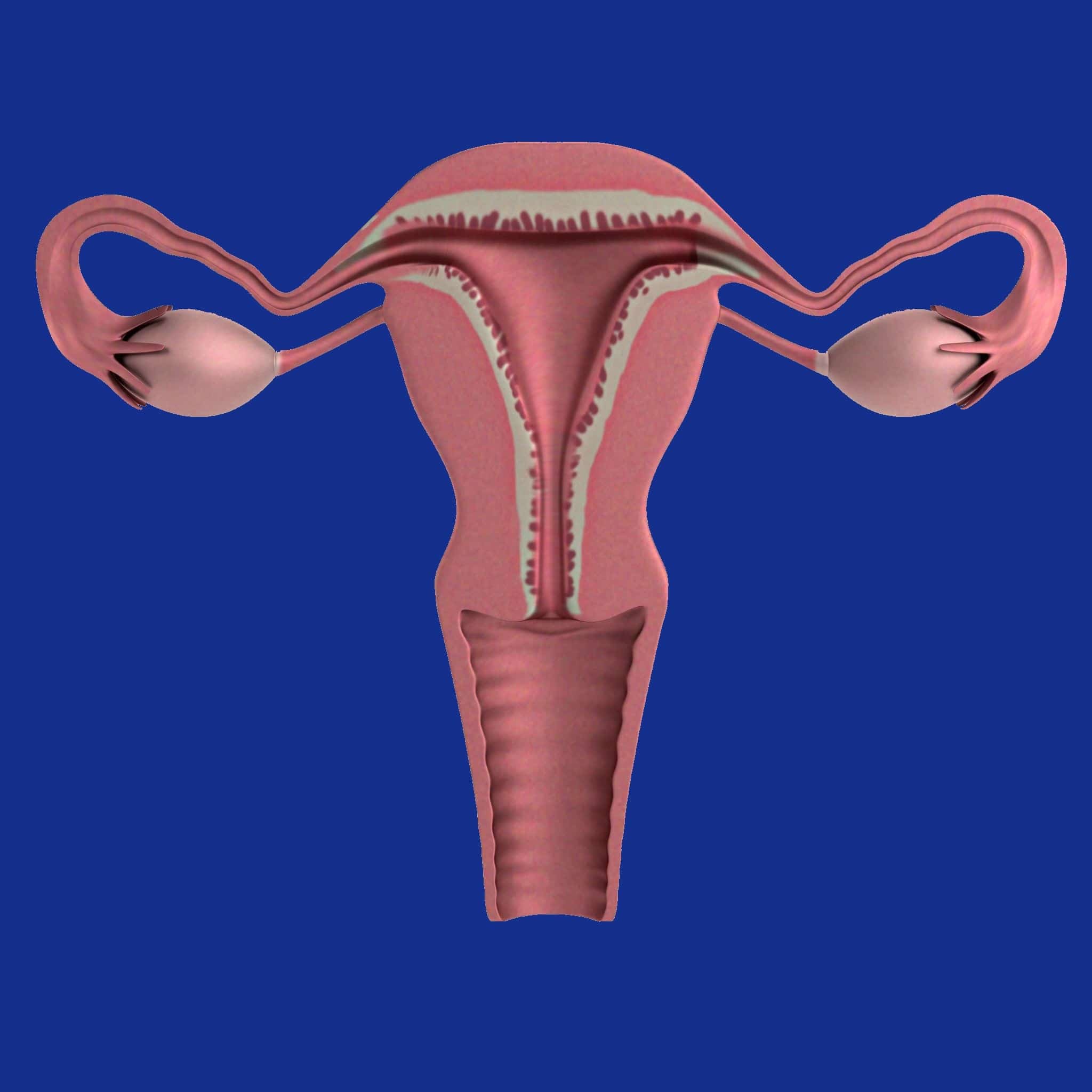 uterus, apparatus, ovaries