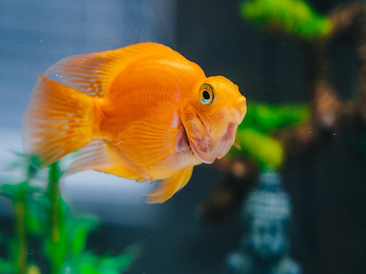 how to clean a fish tank