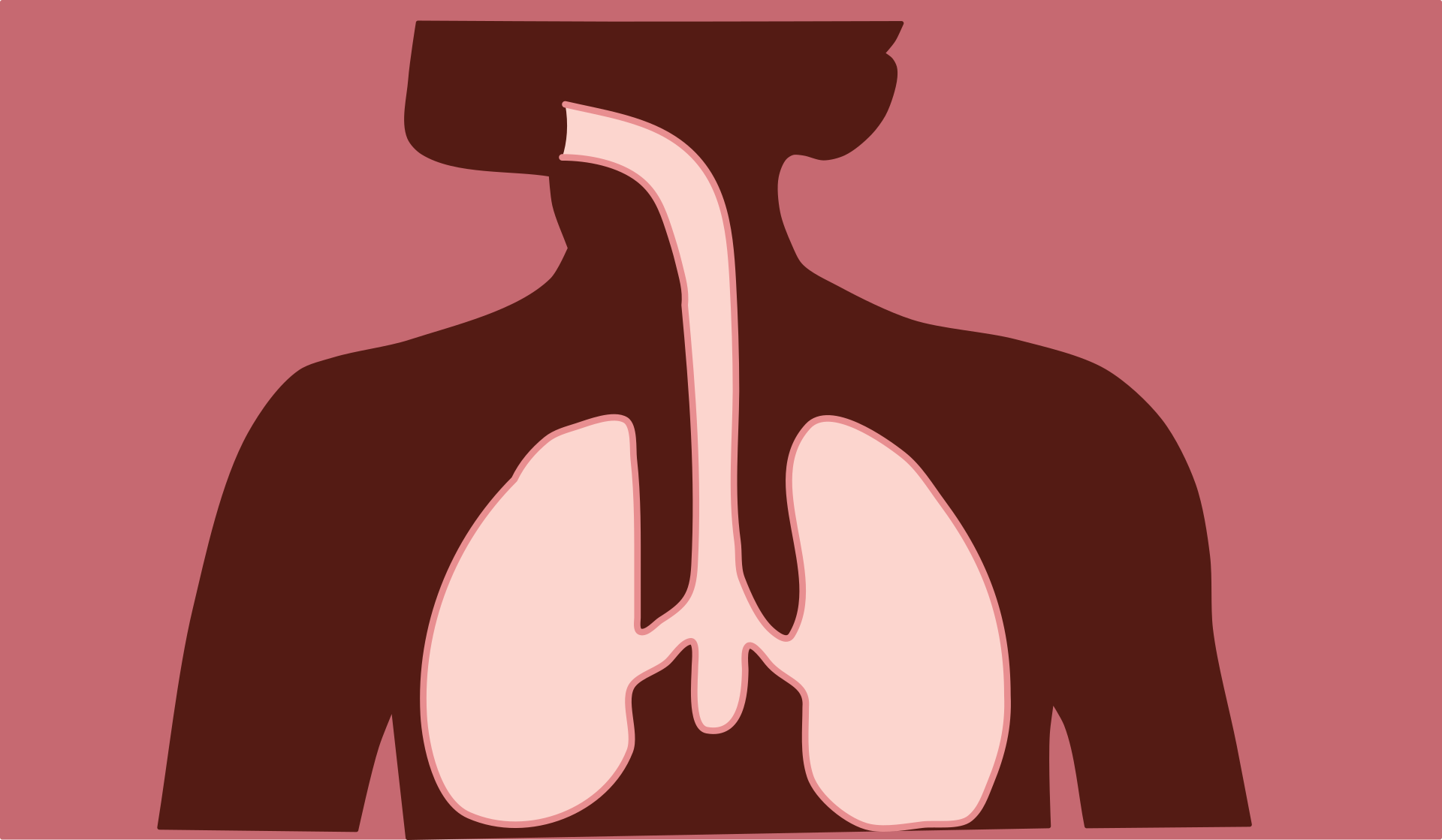 respiratory system, respiratory, body