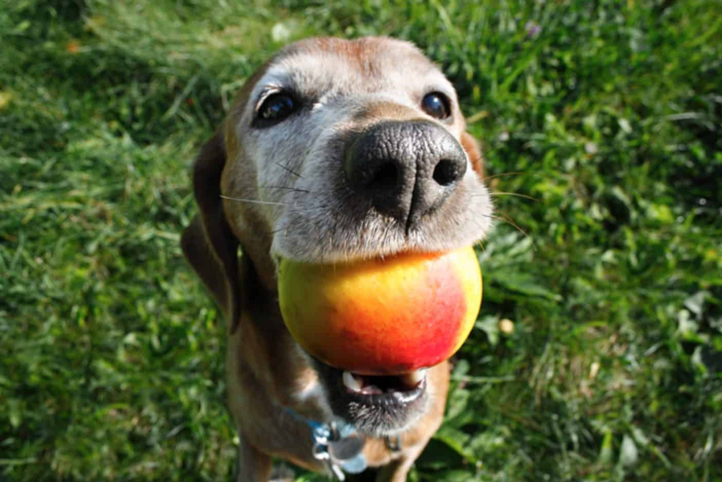 can dogs eat mangoes